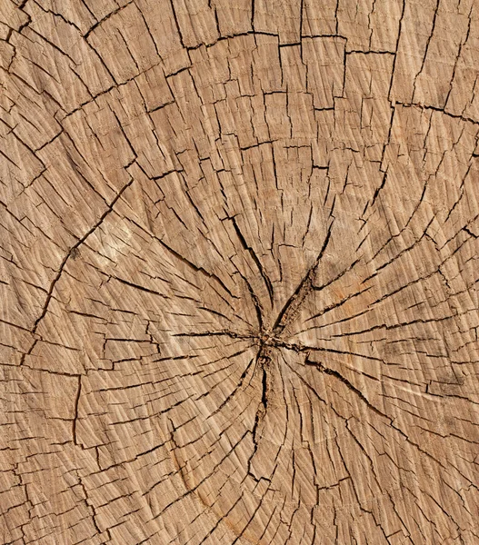 Ringe eines Baumes als Hintergrund — Stockfoto
