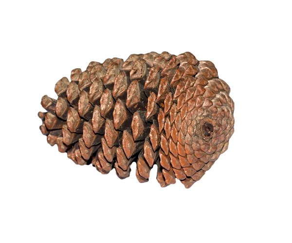 Cedar cone isolated on white background Royalty Free Stock Images