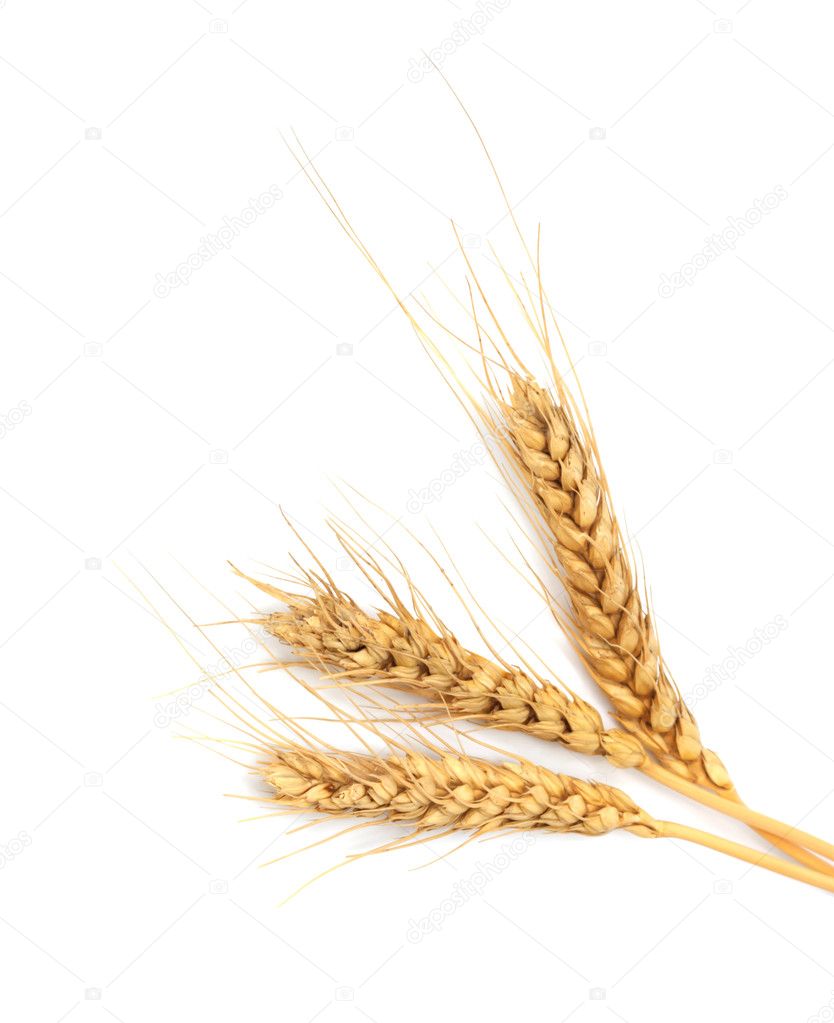 Sheaf of dried ears of corn isolated on white