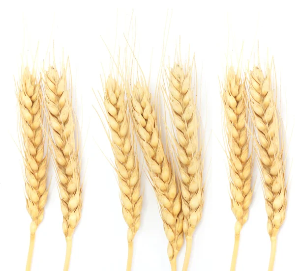 Wheat ears isolated on white — Stock Photo, Image