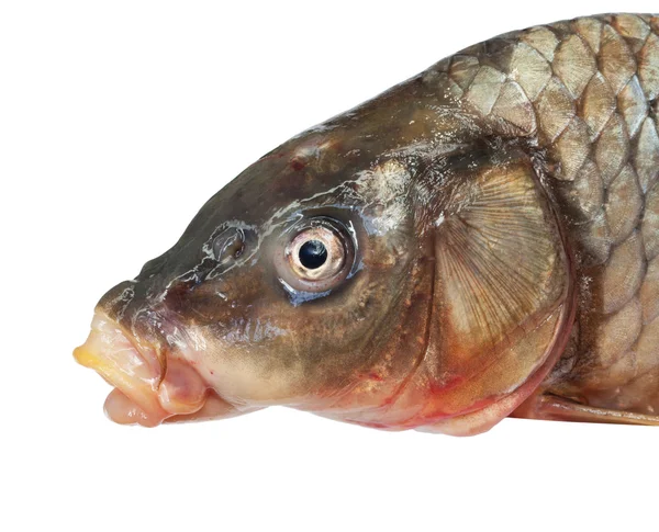 大きな鯉の頭 — ストック写真