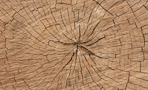 Anelli di un albero come sfondo — Foto Stock