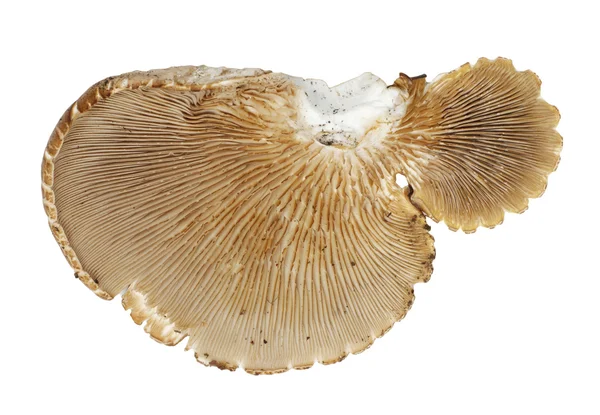 Vecchio fungo ostrica — Foto Stock