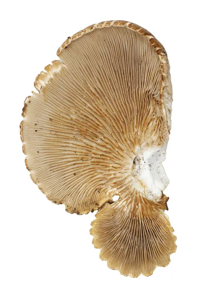 Old oyster mushroom — Stock Photo, Image