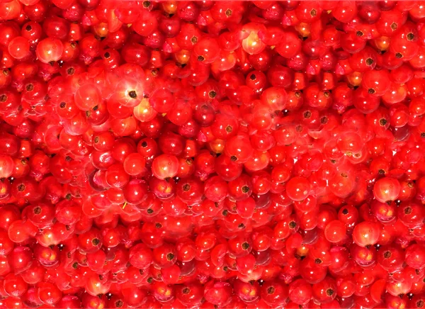Ribes rosso sullo sfondo — Foto Stock
