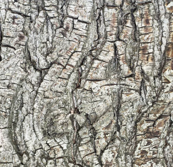 Schors van de pijnboom in bos — Stockfoto