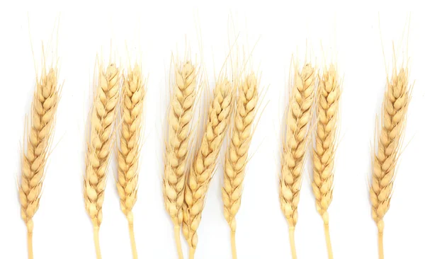 白で隔離される小麦の穂 — ストック写真