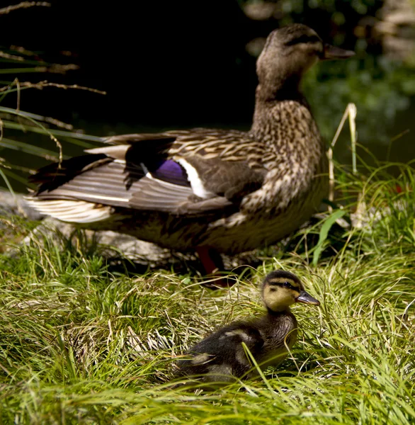 stock image Two Duck