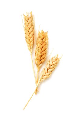 Wheat ears clipart