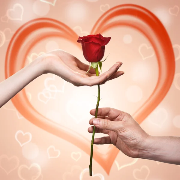 A mão do homem dando uma rosa para uma mulher que cuidada leva — Fotografia de Stock