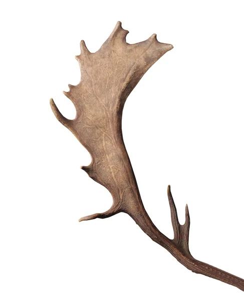 stock image Deer horn