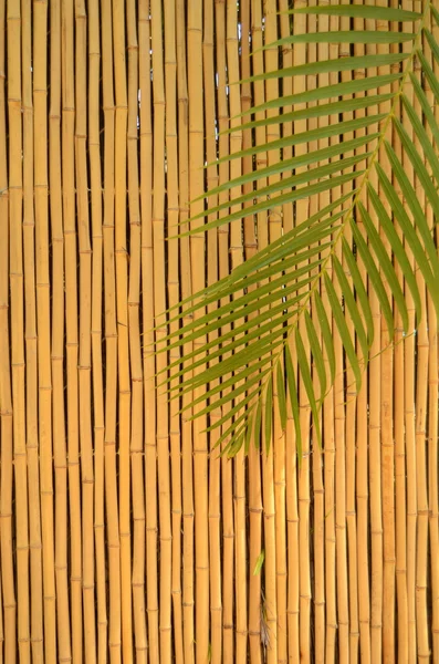 Clôture en bambou — Photo