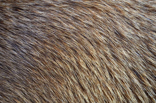 Background of Animal Fur — Stock Photo, Image