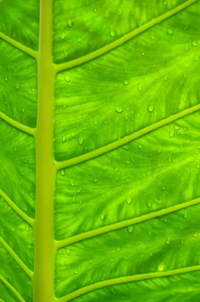 Mokre tropikalny liść — Zdjęcie stockowe