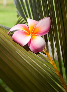 Plumeria çiçek