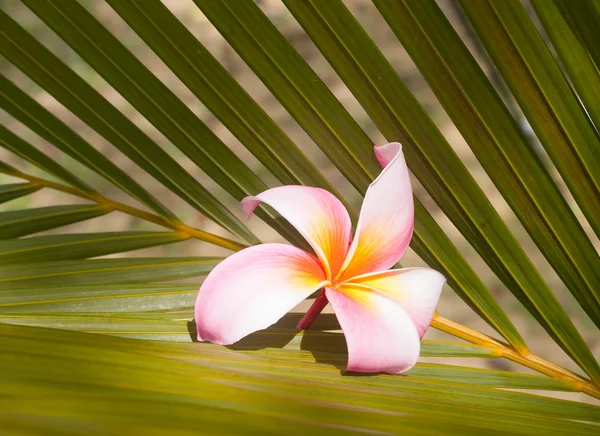 ココナッツの葉の上のプルメリアの花 — ストック写真