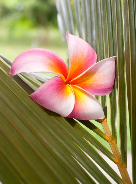 코코넛 잎에 plumeria 꽃 — 스톡 사진