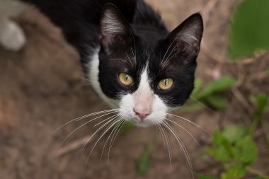 Şirin kedi.