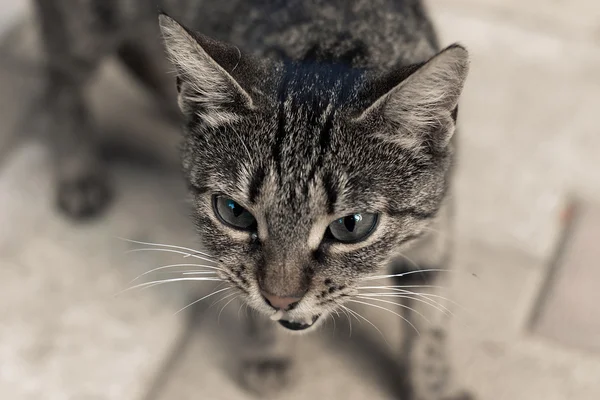 Şirin kedi.