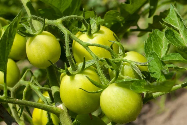 stock image Green tomatoes