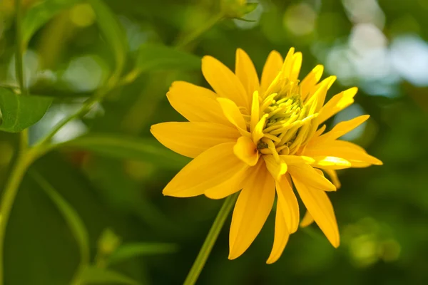 Blume in der Natur — Stockfoto