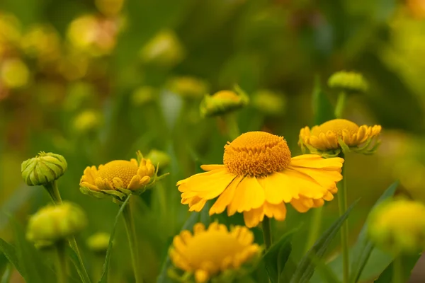 Blomma i naturen — Stockfoto