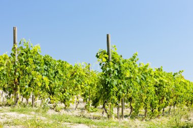 vineyar yakın cereseto, piedmont, İtalya