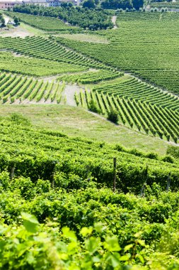 vineyars yakınlarında barbaresco, piedmont, İtalya