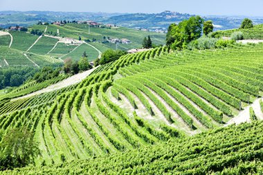 vineyars yakınlarında barbaresco, piedmont, İtalya