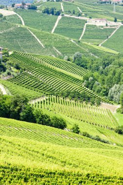 vineyars yakınlarında barbaresco, piedmont, İtalya