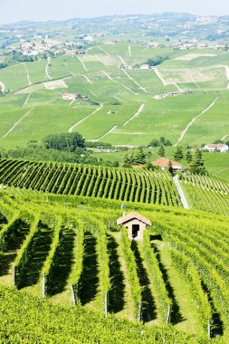 vineyars yakınlarında barolo, piedmont, İtalya