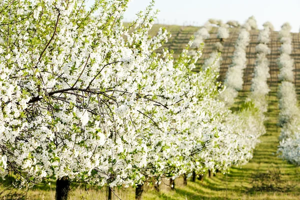 Pomar florescente na primavera, República Checa — Fotografia de Stock