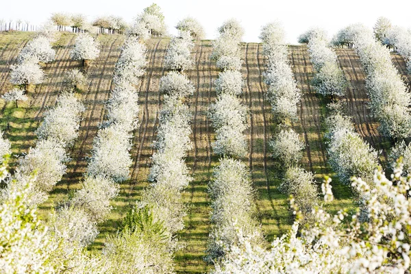 stock image Blooming orchard in spring, Czech Republic