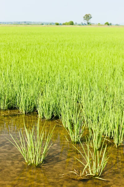 Рисові поля, П'ємонт, Італія — стокове фото
