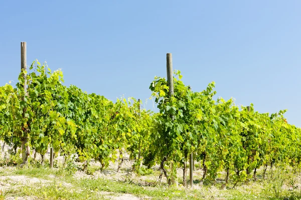 Vineyar dekat Cereseto, Piedmont, Italia — Stok Foto