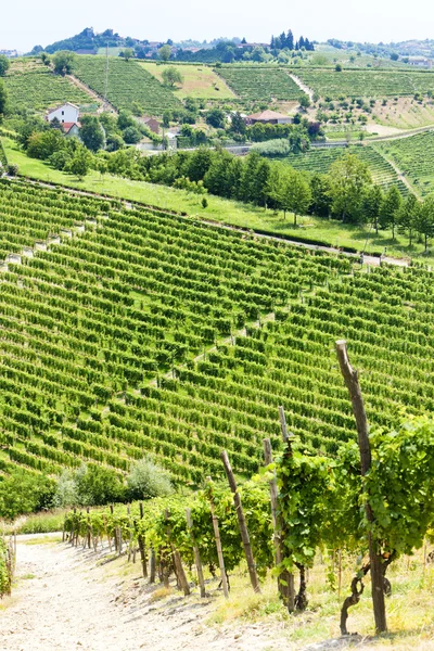 Vineyar in de buurt van tana, asti regio, Piemonte, Italië — Stockfoto