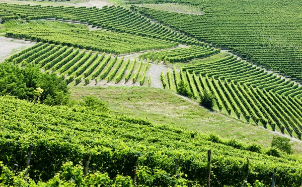 Weinberge in der Nähe von barbaresco, Piemont, Italien — Stockfoto