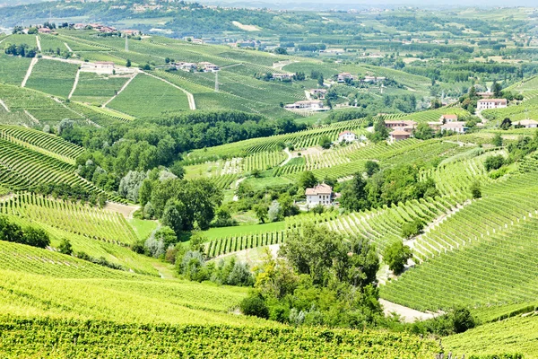 Vineyars near Barbaresco, Piedmont, Italy — Stock Photo, Image