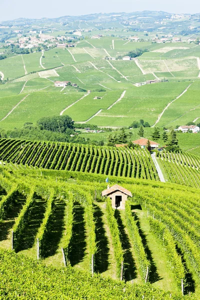Виноградники под Бароло, Италия — стоковое фото