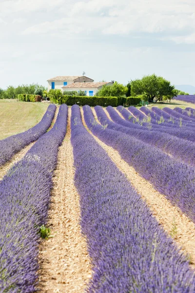 Champ de lavande, Plateau de Valensole, Provence, France — Photo