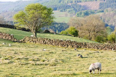 North York Moors National Park, North Yorkshire, England clipart