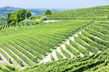 vineyars yakınlarında barbaresco, piedmont, İtalya