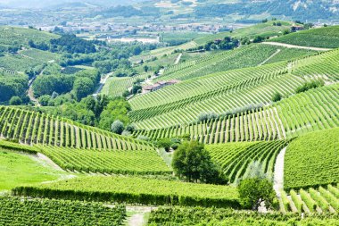 Vineyars near Barbaresco, Piedmont, Italy clipart