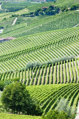 vineyars yakınlarında barbaresco, piedmont, İtalya