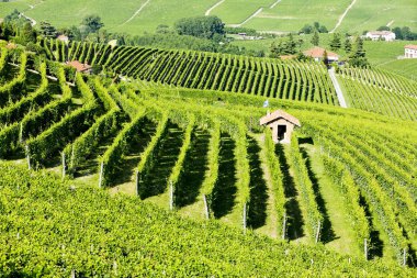 Vineyars near Barolo, Piedmont, Italy clipart