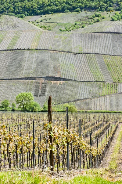 Vineyars w pobliżu ten, Nadrenia Palatynat, Niemcy — Zdjęcie stockowe