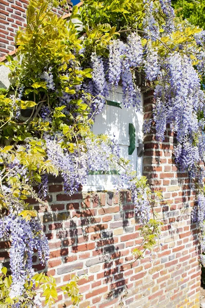 Будинок з квітами, Нор-па де Кале, Франція — стокове фото