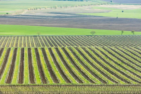 Uitzicht op wijngaarden van uitkijktoren van kravi hora in de buurt van boretice — Stockfoto