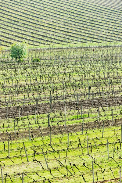 Vue des vignobles depuis la tour de guet de Kravi hora près de Boretice — Photo