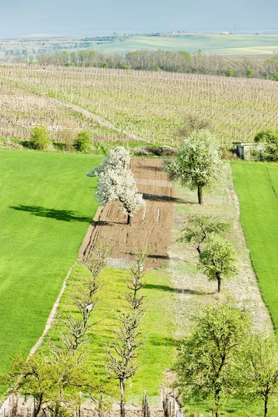 Landschap in de buurt van vrbice, Tsjechië — Stockfoto